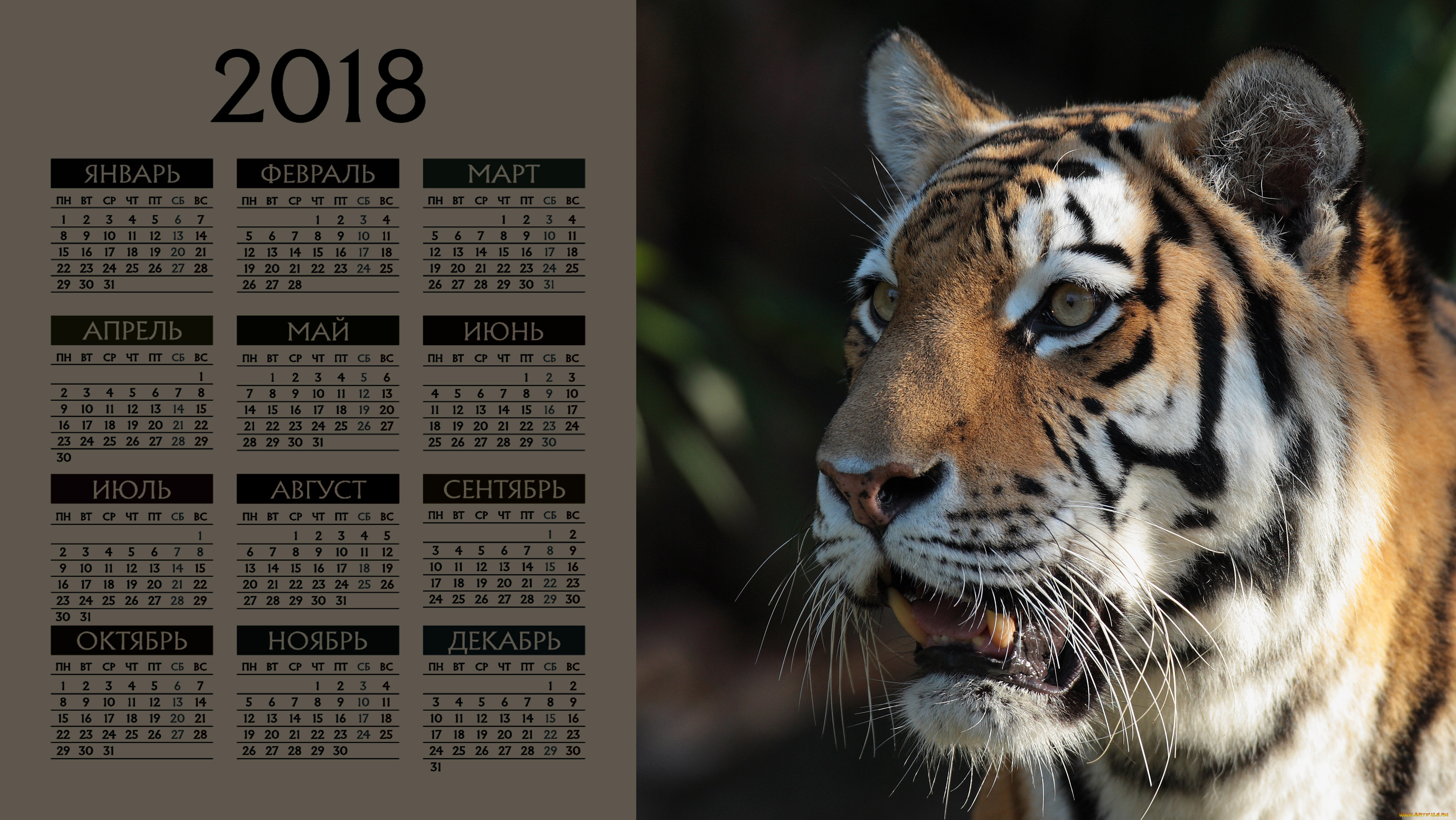 Календарь тигр